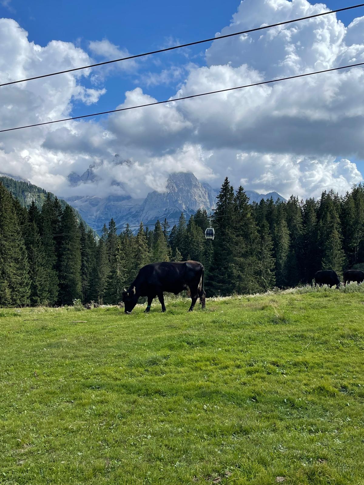 Pascolo alpino d'estate con una mucca, una cabinovia e le Dolomiti di Brenta sullo sfondo